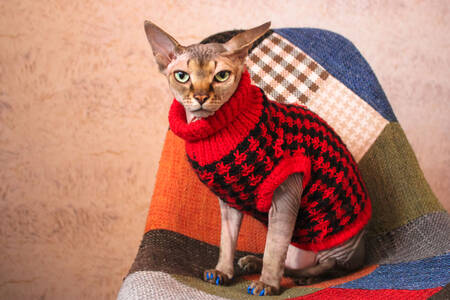 Gato Sphynx com um suéter
