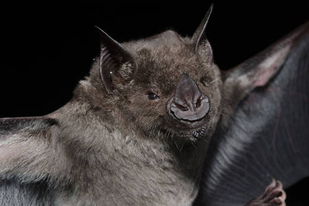Morcegos no Brasil