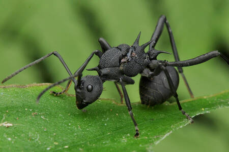 Czarna mrówka