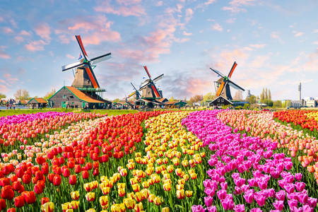 Landscape with tulips