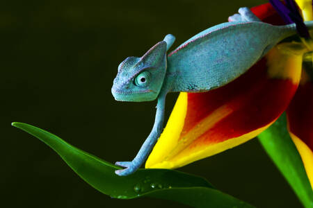 Kameleon op een bloem