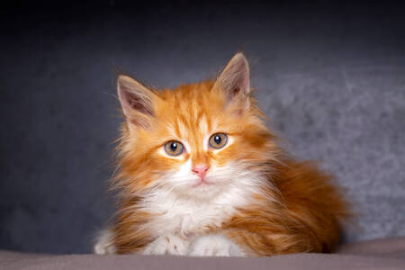Ginger Maine Coon-Kätzchen