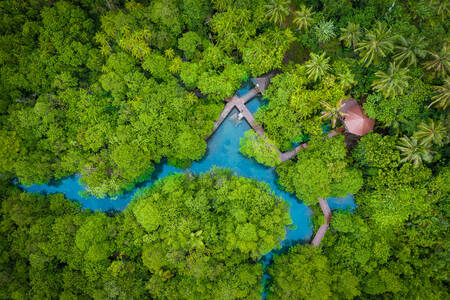 Mangrovový les a rieka