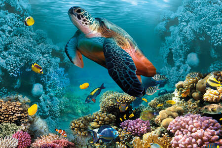 Turtle among corals