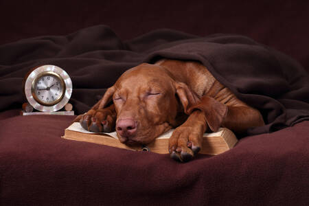 Puppy sleeps on a book