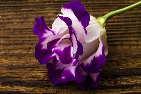 Eustoma on a wooden background