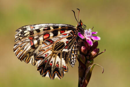 Butterfly polyxena on a flower