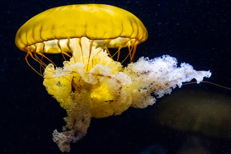 Yellow jellyfish