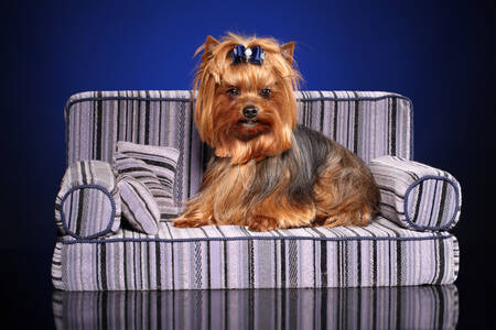 Yorkshire Terrier on the sofa
