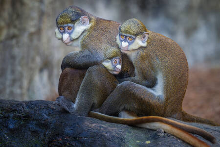 Family of red-tailed monkeys