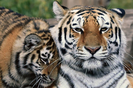 Сибірський тигр з дитинчатою
