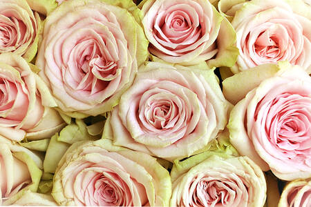 Csokor fehér és rózsaszín rózsa