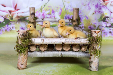 Ducklings