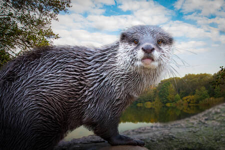 Rivierotter