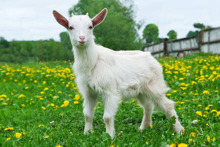 Cabrito en el campo