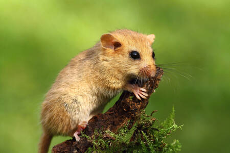 Hazel dormouse