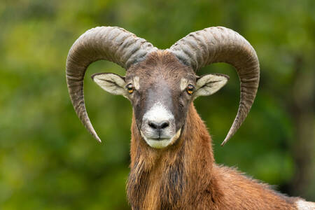 European mouflon