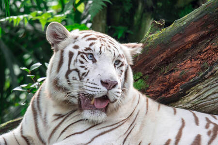 Witte Bengaalse tijger