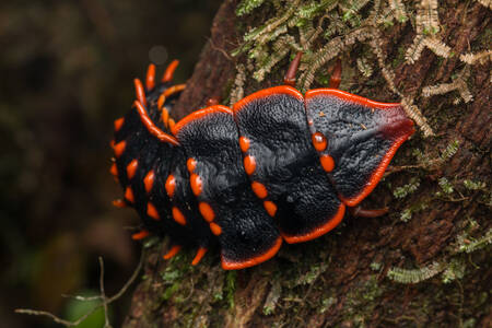 Coléoptère trilobite