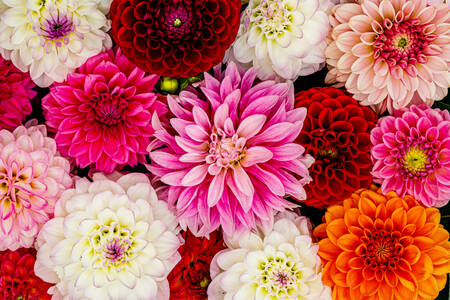 Fleurs de dahlia colorées