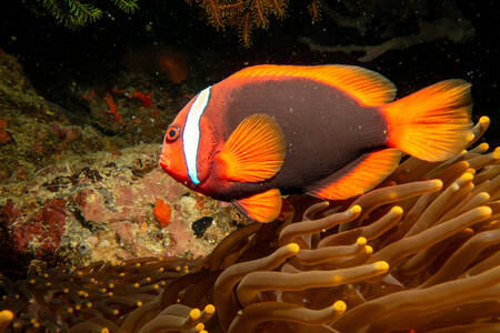 Black Back Anemone Fish