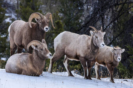 Family of Bighorn Sheep
