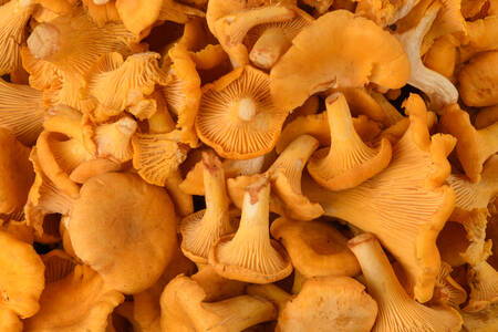 Chanterelle umum