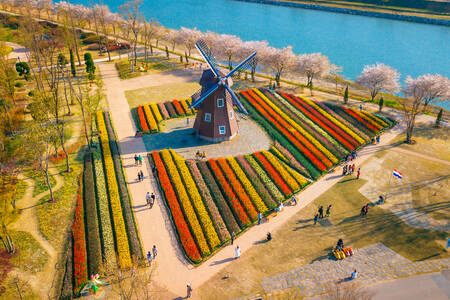 Légi felvétel a tulipánkertről