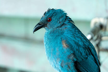 Weibliche Blaue Irena