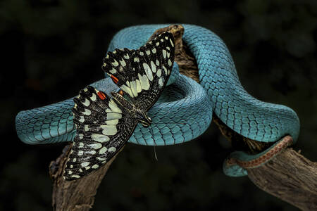 Perhonen sinisen kyykäärmeen päällä