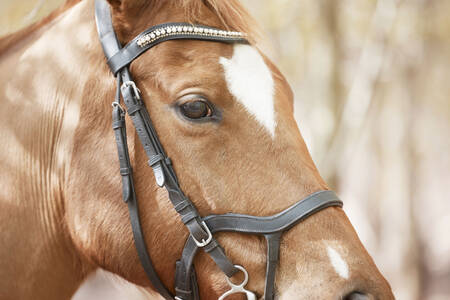 Punane hobune päitses