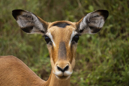 Portrét samice impaly