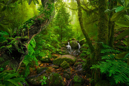 Азиатска тропическа гора