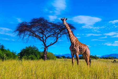 Žirafa na savane