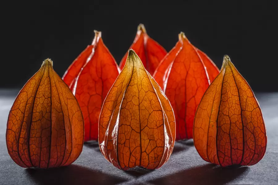 Physalis pe un fundal întunecat