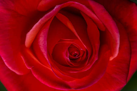Skarletna ruža