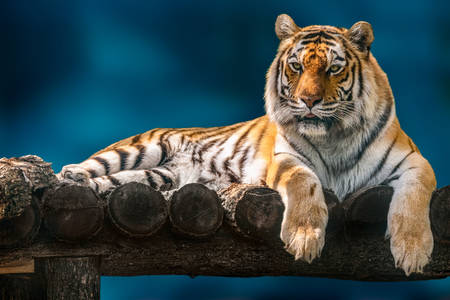 Amurský tygr