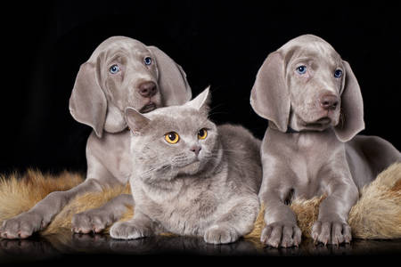 Кученца от ваймаранер и британска котка
