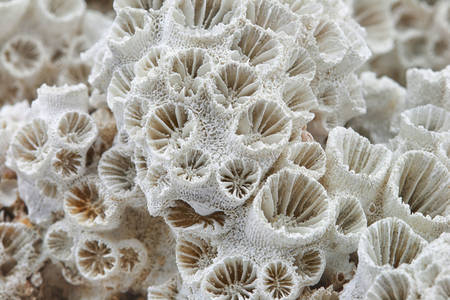 Scheletro di corallo