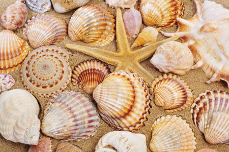 Coquillages et étoiles de mer