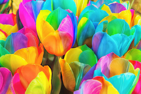 Duhové tulipány