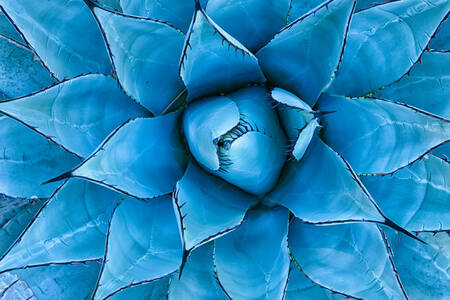 Agave blu