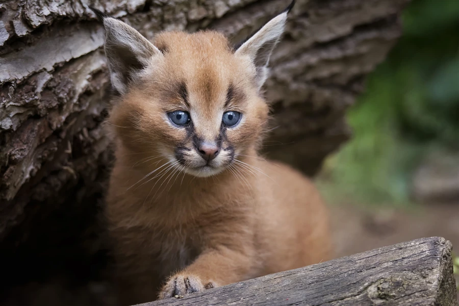 Baby caracal