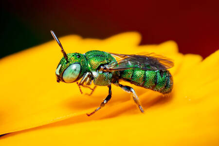Пчела на жълто цвете