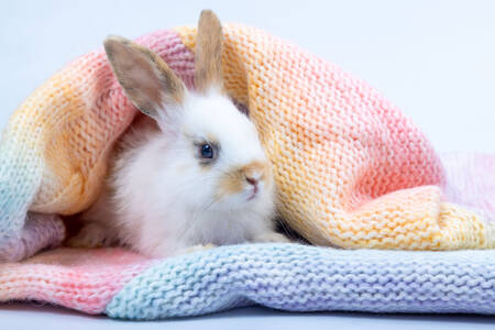 Bunny under the blanket