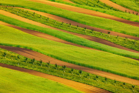Fields of South Moravia