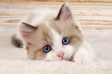 Gatinho de olhos azuis