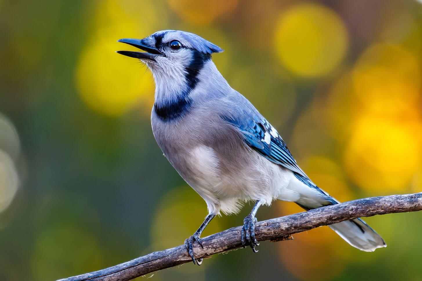 Птица с синими боками