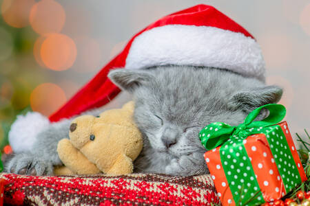 Noel Baba şapkalı yavru kedi