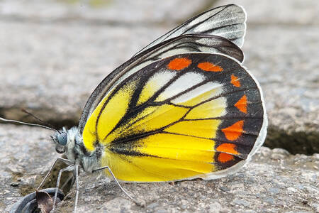 Diurnal butterfly